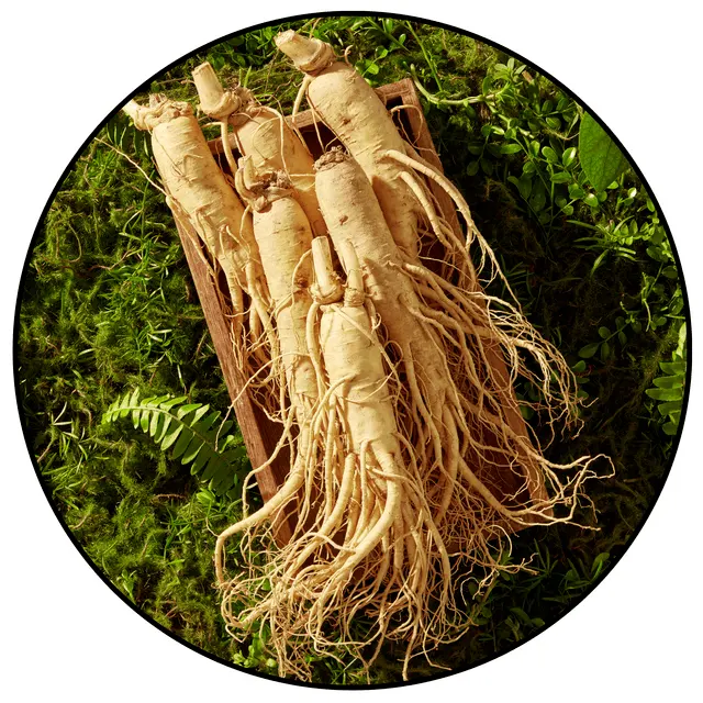 Panax Ginseng in Booster Brew formula